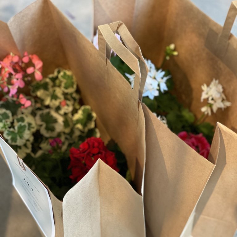 Papperskassar med pelargonplantor