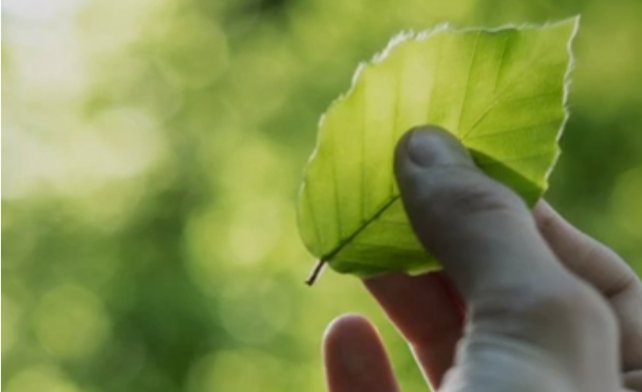 En hand håller i ett grönt löv mot en grön bakgrund