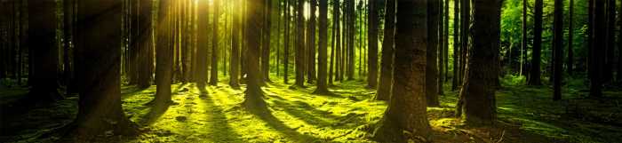 Skog